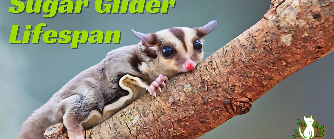 Sugar Glider Lifespan