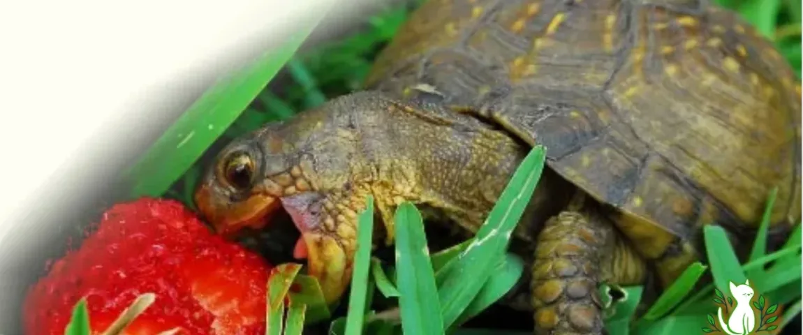 What Does A Pet Turtle Eat