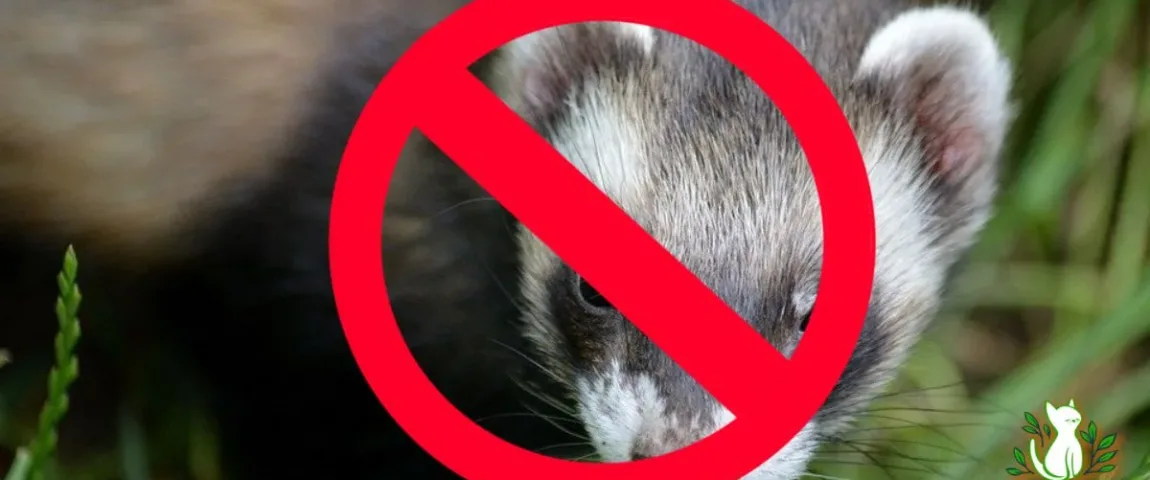 Why Are Ferrets Illegal in California