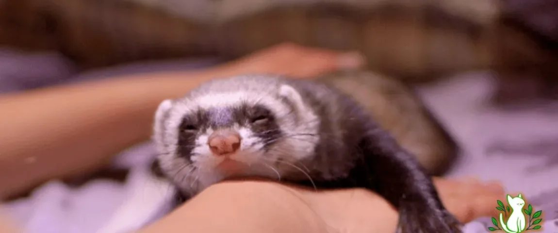 how much are ferrets