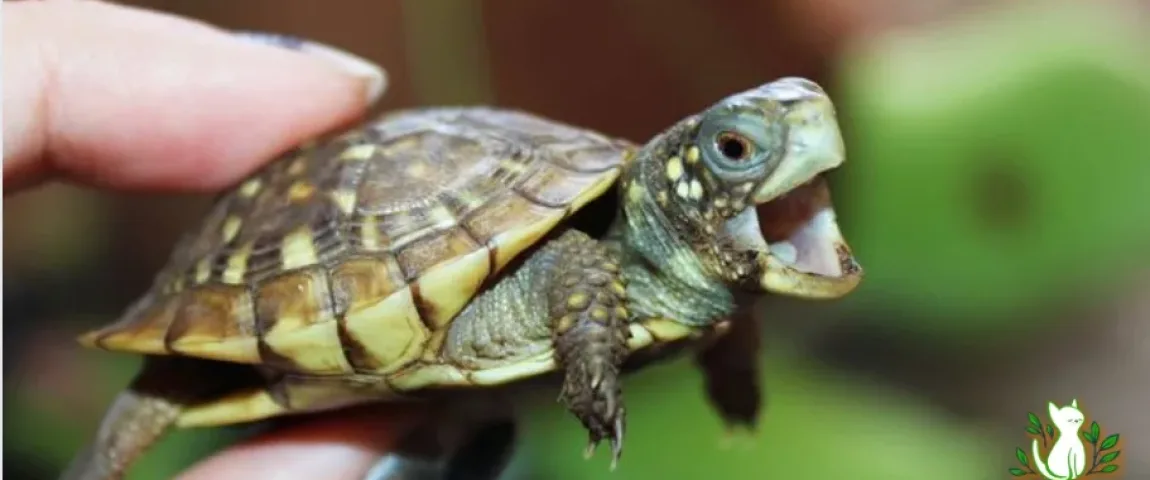 what is a good turtle for a pet
